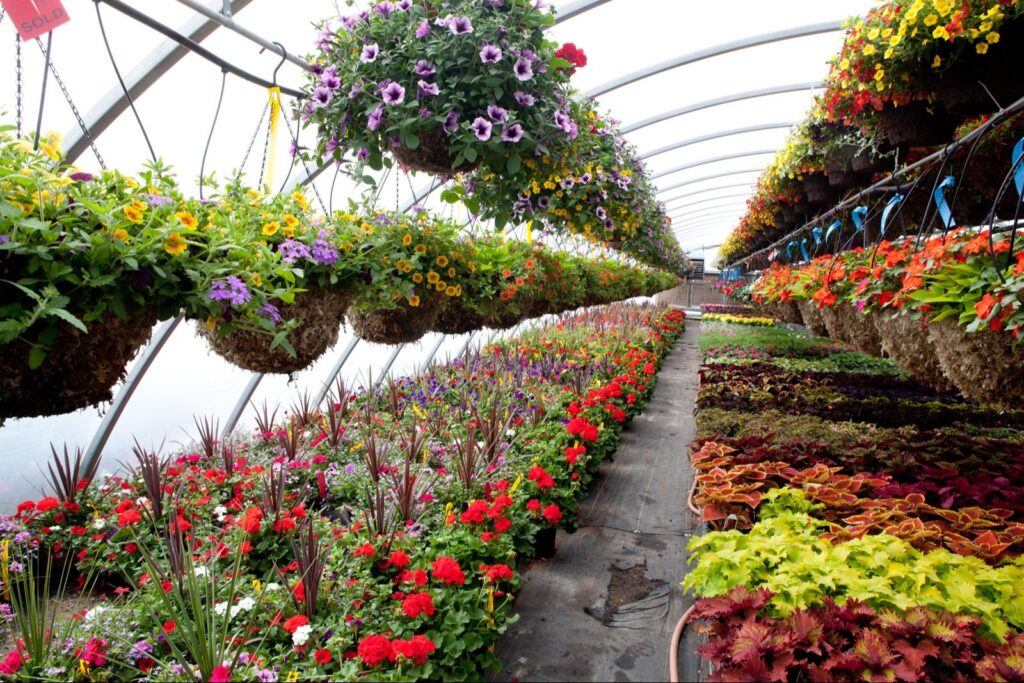 TOP TEN NURSERY