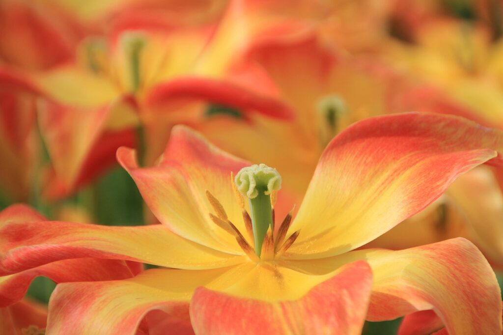 wholesale plant nursery